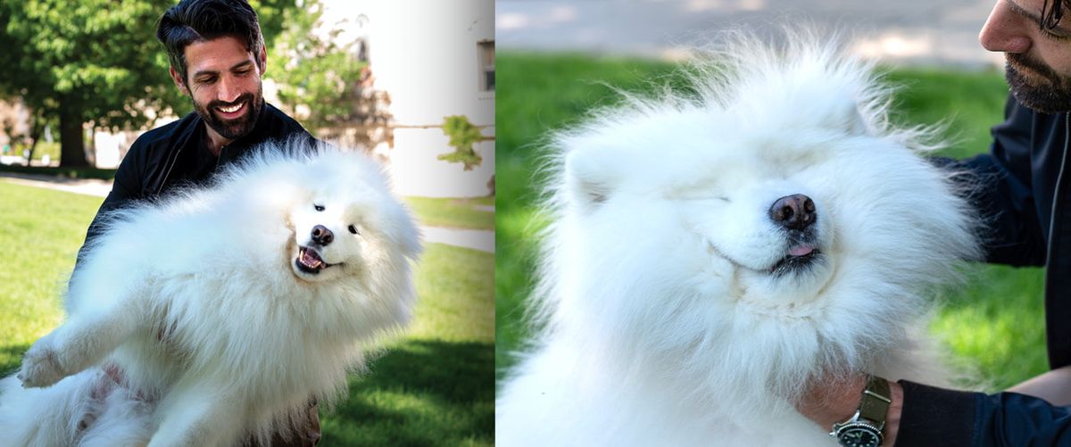 Teachers’ Pets: Matthew McCauley ’12 and Bascom | Wisconsin Alumni ...