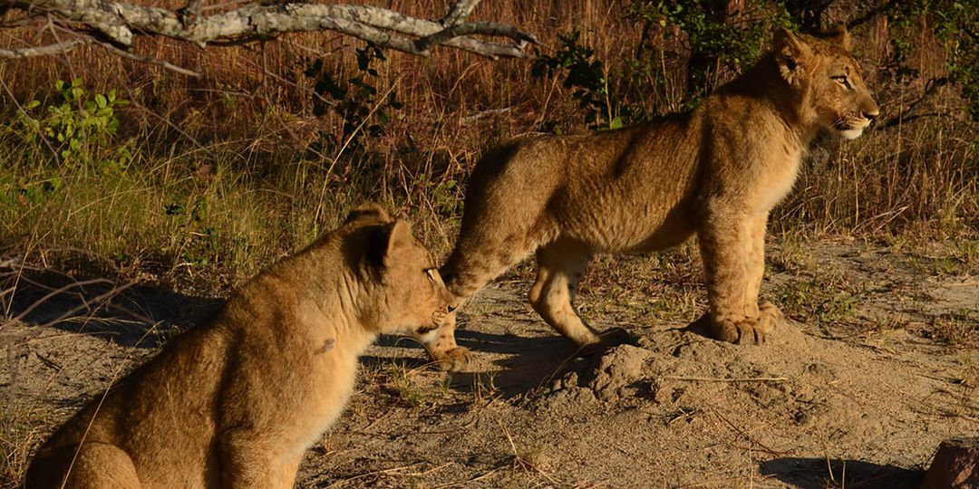 Lions in Africa