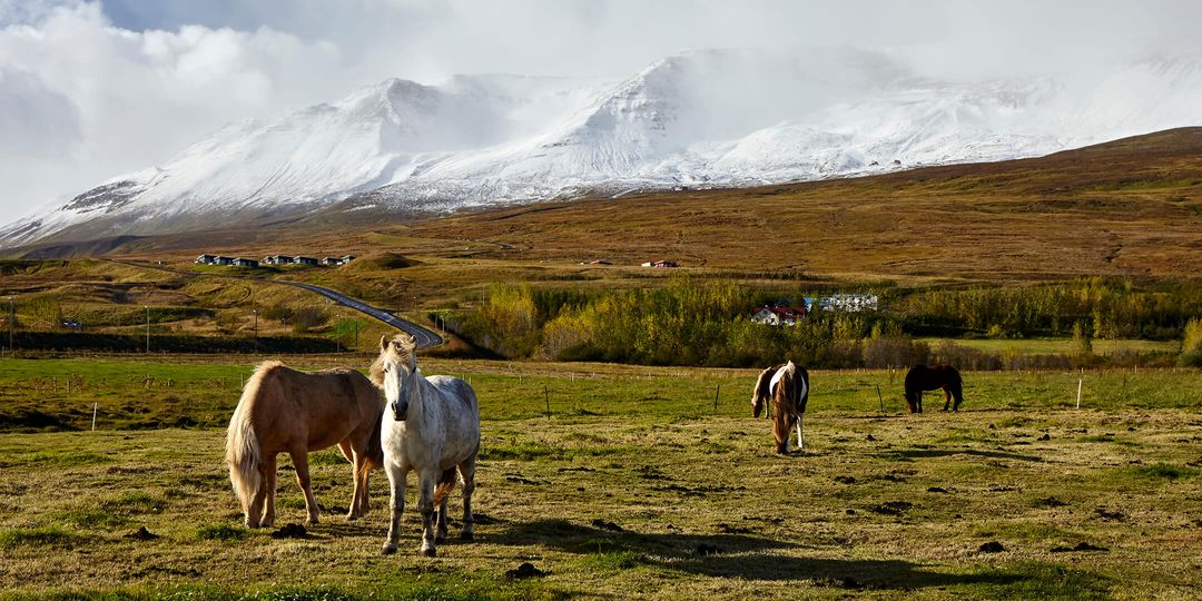 A herd of Icelandic horses in Akureyri, Iceland