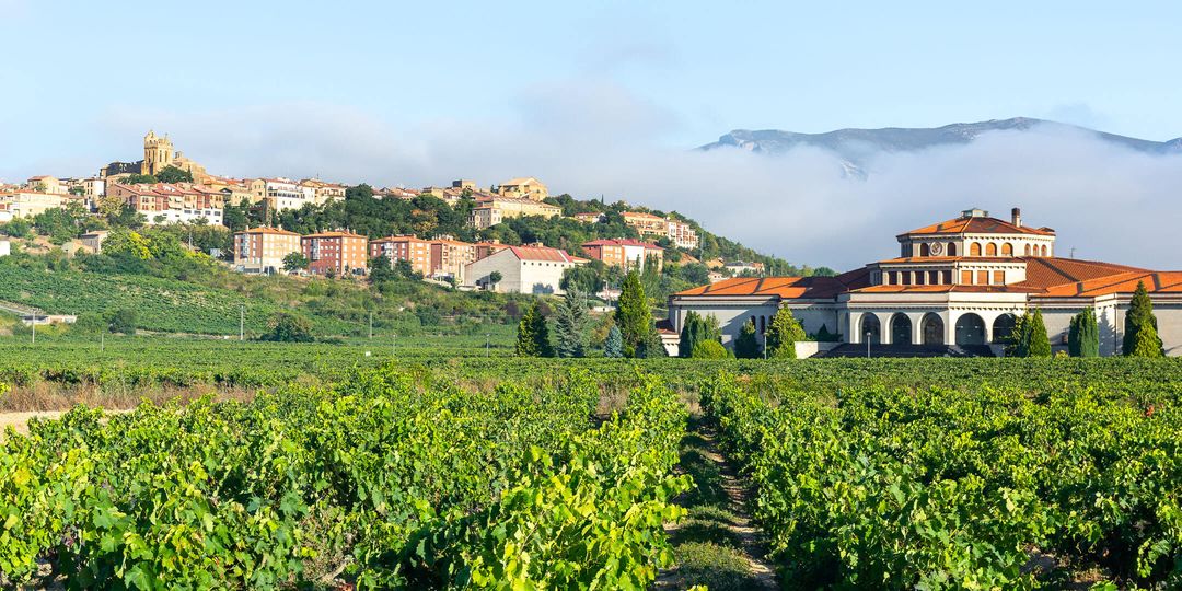 Wine fields in Bordeaux