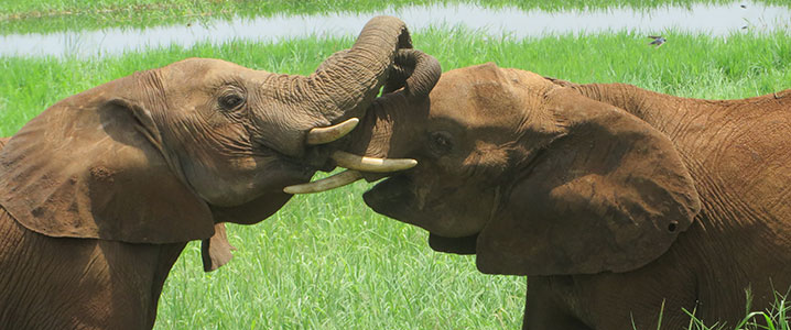 tanzania_scrapbook3