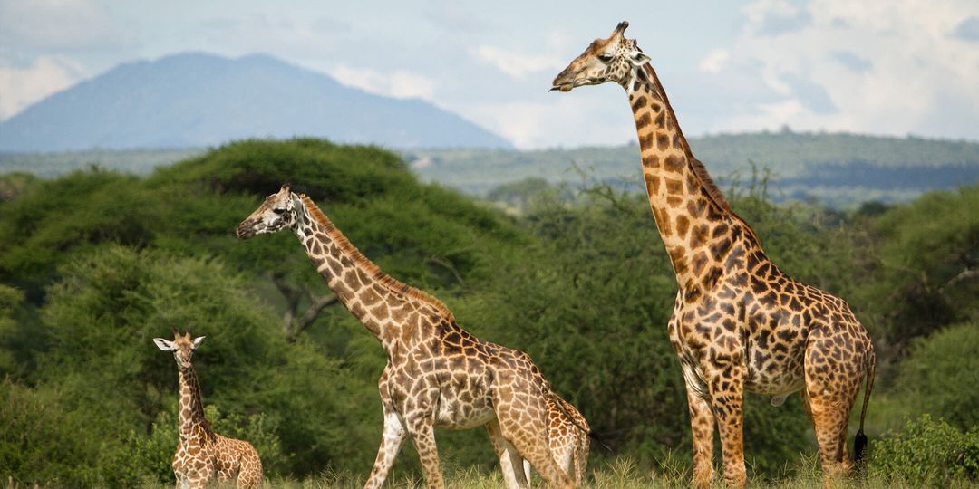 Giraffes roaming in a safari
