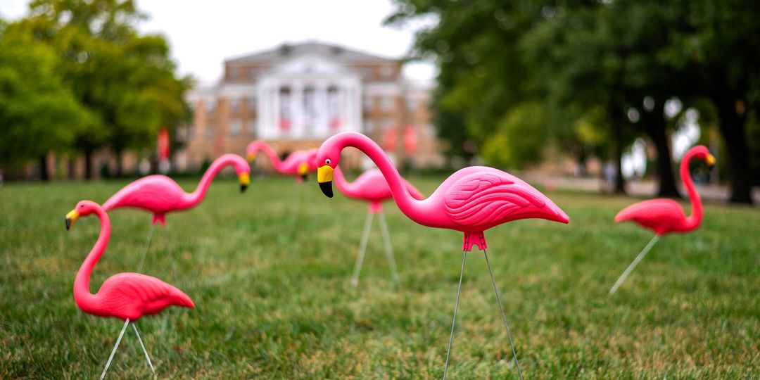 Pink flamingos flock on Bascom Hill
