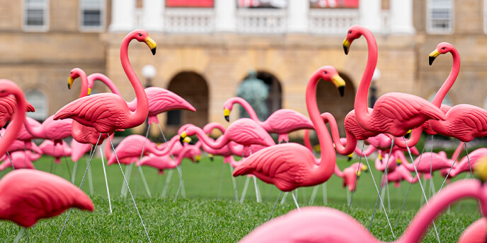 Plastic flamingos on the Bascom Hill lawn