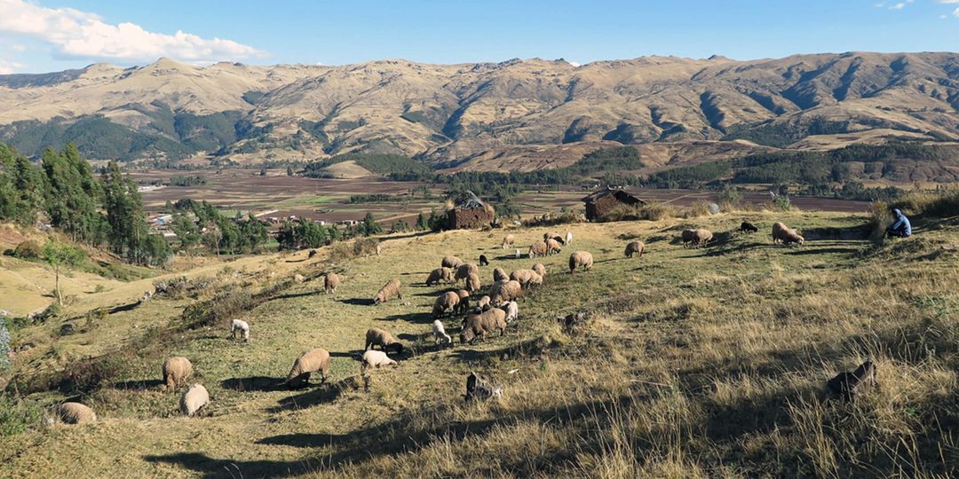 Herds of animals in Peru