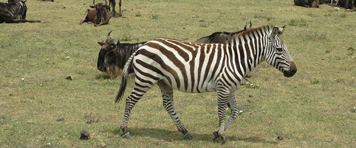 tanzania_scrapbook8