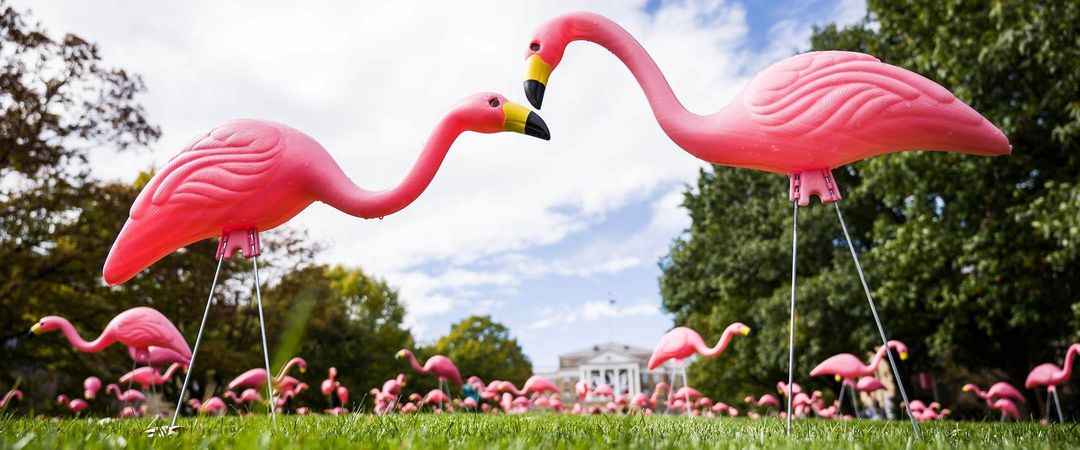 Pink lawn flamingos shown on Bascom Hill