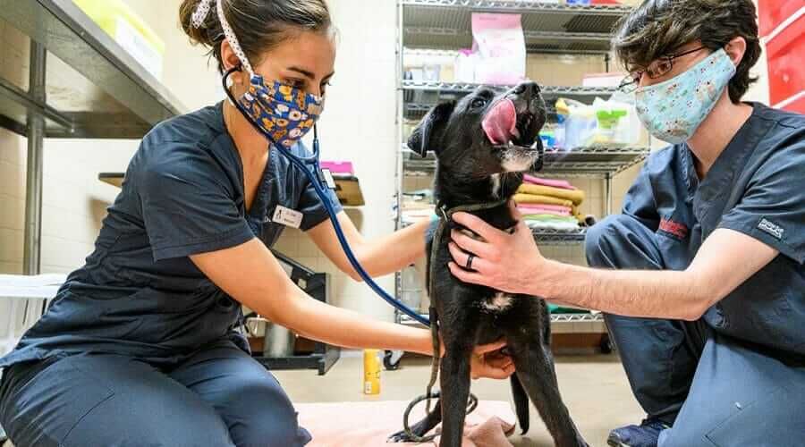 Two vets care for a healthy pup